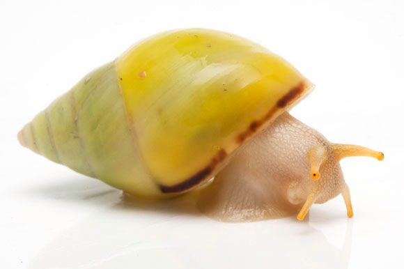 Amphidromus metabletus pachycheilus form flava Ha Tien, Vietnam adult